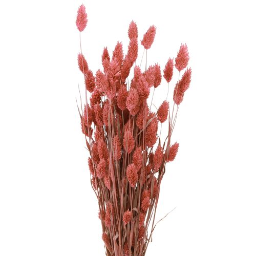 Floristik24 Phalaris shine gräs torkade blommor rosa 64cm 70g × 2st