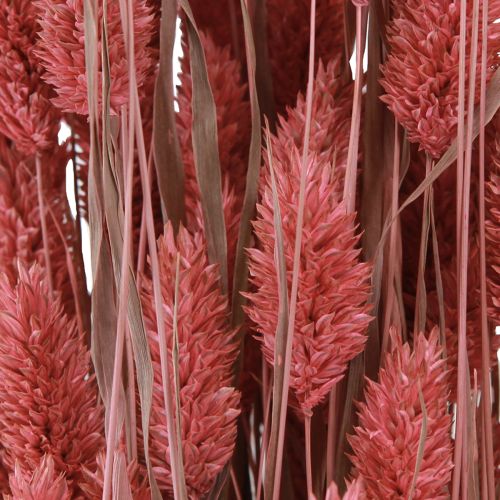 Floristik24 Phalaris shine gräs torkade blommor rosa 64cm 70g × 2st