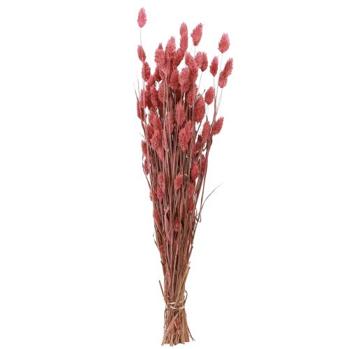Floristik24 Phalaris shine gräs torkade blommor rosa 64cm 70g × 2st