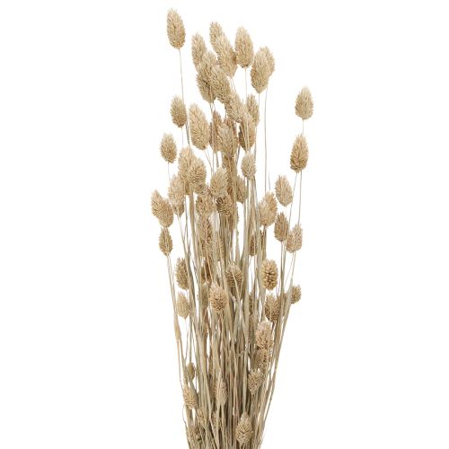 Floristik24 Phalaris kanariegräs torkade blommor vita L64cm 75gx2st