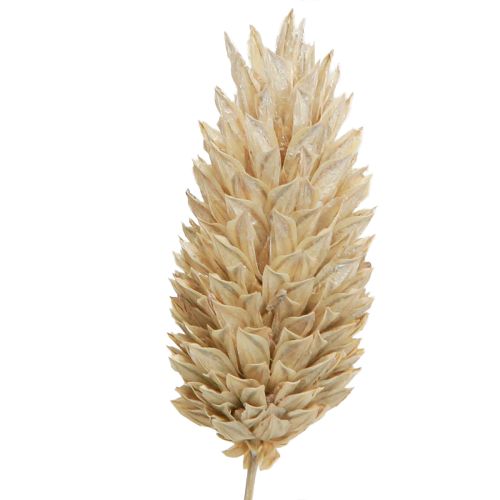 Floristik24 Phalaris kanariegräs torkade blommor vita L64cm 75gx2st