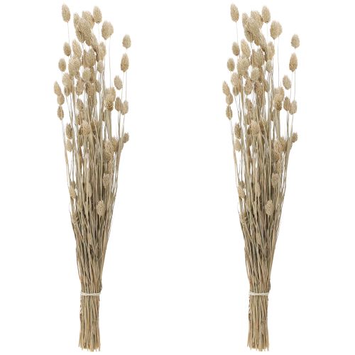 Floristik24 Phalaris kanariegräs torkade blommor vita L64cm 75gx2st