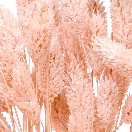 Artikel Phalaris rosa glänsande gräs torkad torr dekoration 65cm 60g