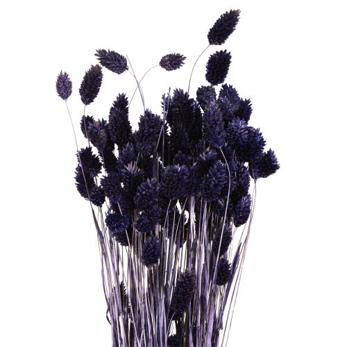 Artikel Phalaris Violet Torkat Gräs Glänsande Gräs 50-55cm 100g