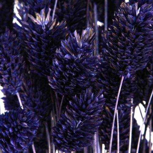 Artikel Phalaris Violet Torkat Gräs Glänsande Gräs 50-55cm 100g