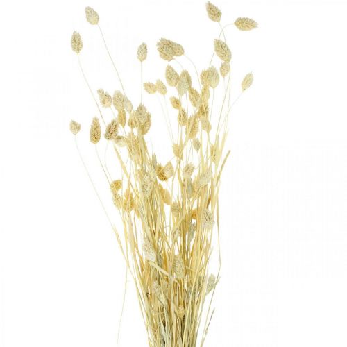Floristik24 Phalaris gräs, torkat blomklas, torkat glansigt gräs, blekt L30–60cm 50g