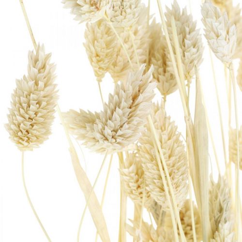 Artikel Phalaris gräs, torkat blomklas, torkat glansigt gräs, blekt L30–60cm 50g