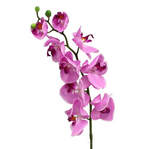 Floristik24 Orchid Phalaenopsis Pink 77cm