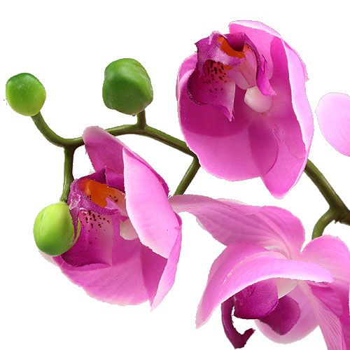 Artikel Orchid Phalaenopsis Pink 77cm