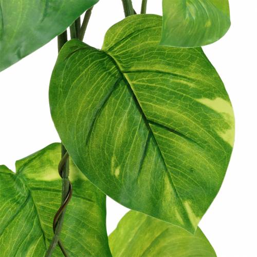 Floristik24 Philodendron galge 110 cm
