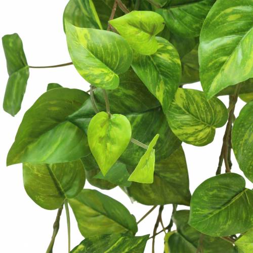 Artikel Philodendron hängare 80cm