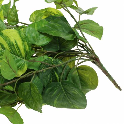 Artikel Philodendron hängare 80cm