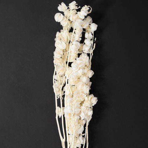 Physalis torkad blekt lyktblomdekoration Nicandra 75-80cm 100g