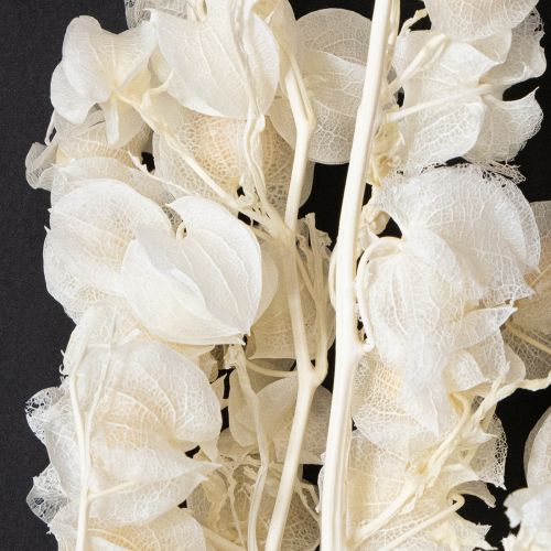 Floristik24 Physalis torkad blekt lyktblomdekoration Nicandra 75-80cm 100g