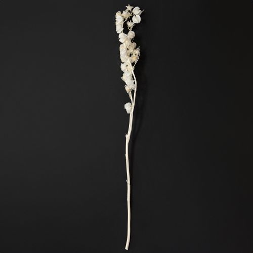 Artikel Physalis torkad blekt lyktblomdekoration Nicandra 75-80cm 100g