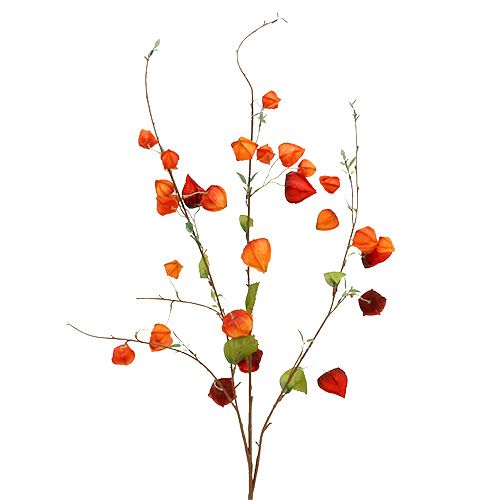 Floristik24 Physalis gren 90 cm orange 3st