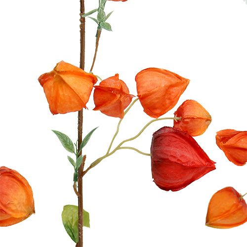 Floristik24 Physalis gren 90 cm orange 3st