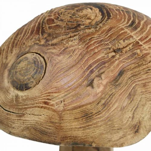 Floristik24 Svamp, paulowniaträ, höst, trädekoration Ø18–20cm H28cm