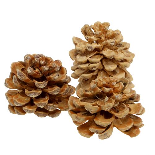 Floristik24 Kotar Pinus Kotar kräm blandad 5-18cm 25 st