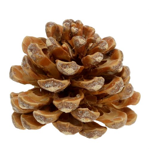 Artikel Kotar Pinus Kotar kräm blandad 5-18cm 25p