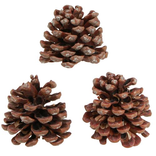 Artikel Kotar naturliga stora dekorativa tallkottar 8-9cm 3 st