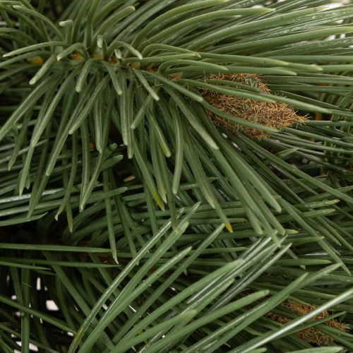 Konstgjord tallgran som dekorativ grangren, 55 cm, 3 stycken | Floristik24.se