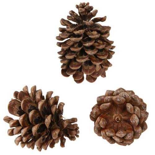 Artikel Pinus Pinea Real Cones Stor Natur Furu H10-12cm 50 st