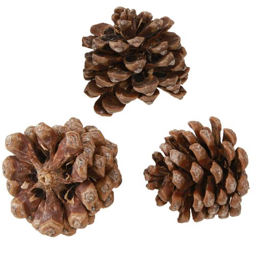Artikel Pinus Pinea Medium tallkottar Naturlig 8-10cm 50 st