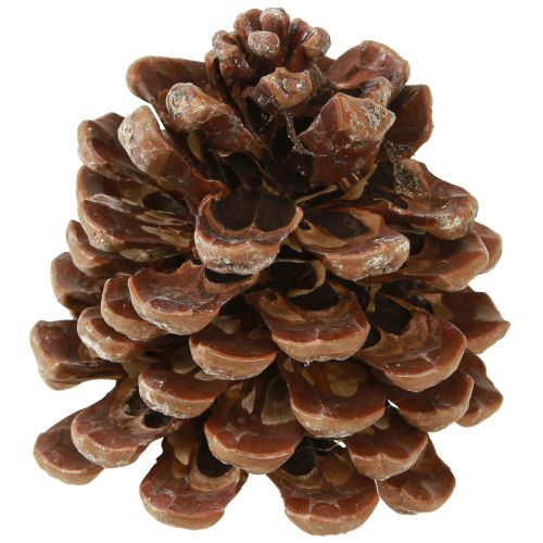 Artikel Pinus Pinea Medium tallkottar Naturlig 8-10cm 50 st