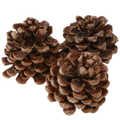 Artikel Pinus Pinea Medium tallkottar Naturlig 8-10cm 50 st