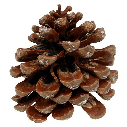 Artikel Pinus Pinea medium 10/14cm naturlig 50p