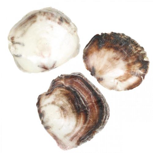 Floristik24 Capiz-skal, naturliga musselsnäckor, naturliga föremål Pärlemorskimrande lila 4–16 cm 430 g