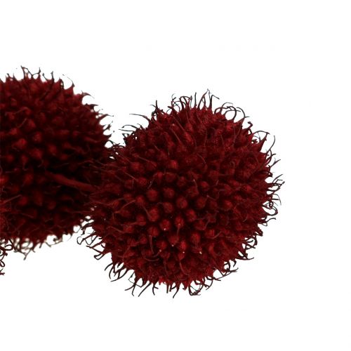 Floristik24 Platan frukt torkad mörkröd 250g