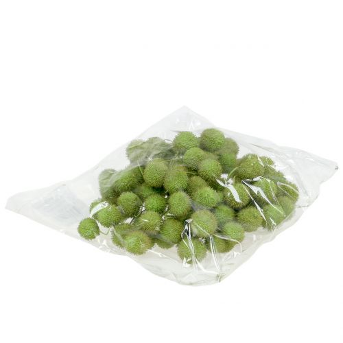 Floristik24 Plan fruktgrön 200 g