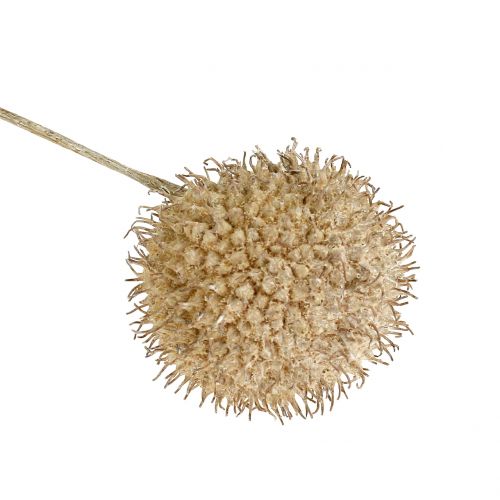 Floristik24 Plana frukter tvättade vita 250g