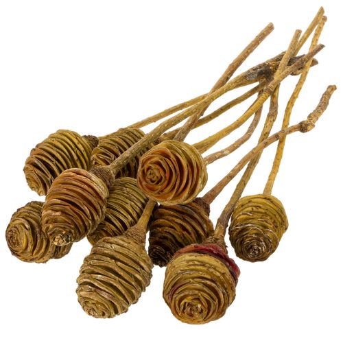 Artikel Platyspermum Kräm 1-3, 50 st