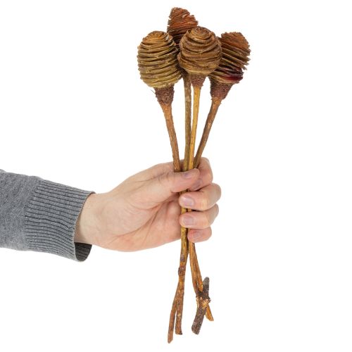 Artikel Platyspermum Kräm 1-3, 50 st