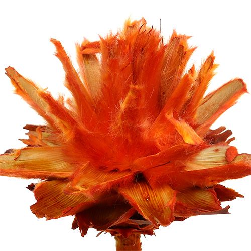 Artikel Plumosum 1 Apelsin 25 st