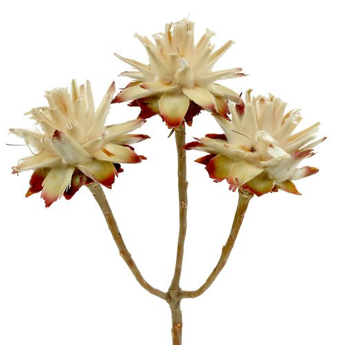 Floristik24 Leucospermum 1-3 Blanda grädde 100 st
