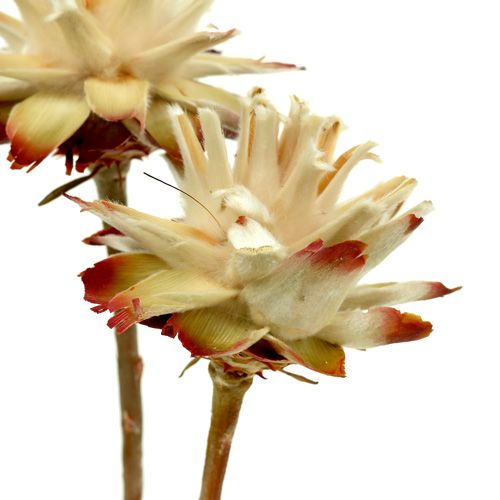 Floristik24 Leucospermum 1-3 Blanda grädde 100 st