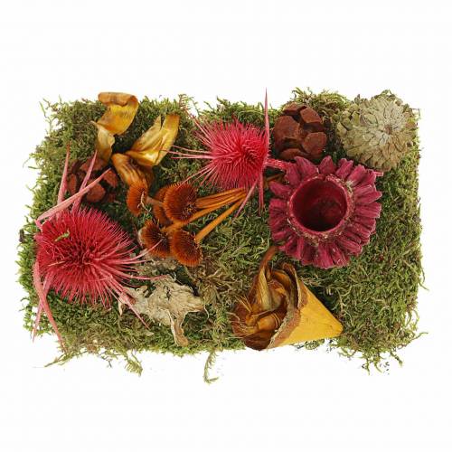 Floristik24 Torr blomsterblandning med kottar och mossröd 150g höstdekoration