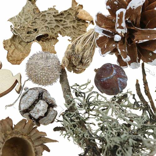 Floristik24 Torrblommigt hantverksset Adventkottar och mossvitt tvättat 150g