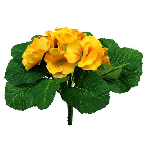 Floristik24 Primrose 15cm Gul