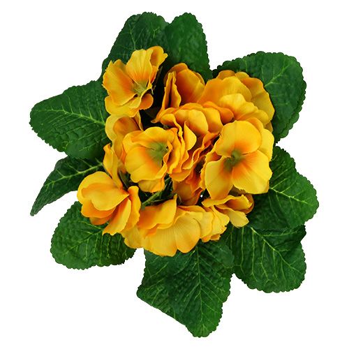 Floristik24 Primrose 15cm Gul