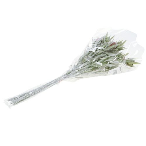 Floristik24 Proteabukett 43cm 6st