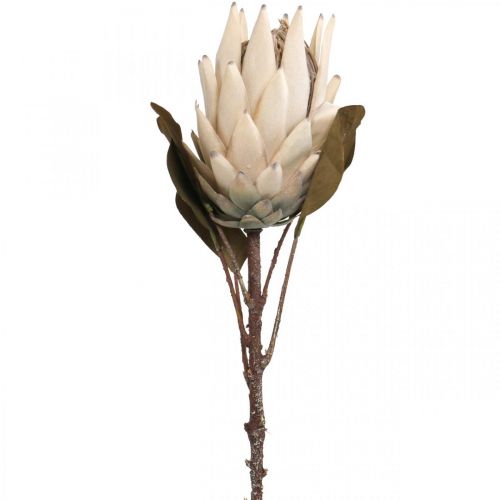 Floristik24 Protea Artificiellt vissen Drylook Beige Brun Grön 72cm