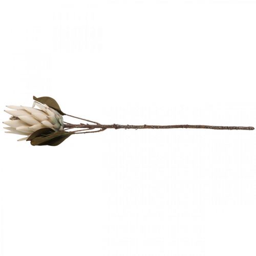 Floristik24 Protea Artificiellt vissen Drylook Beige Brun Grön 72cm