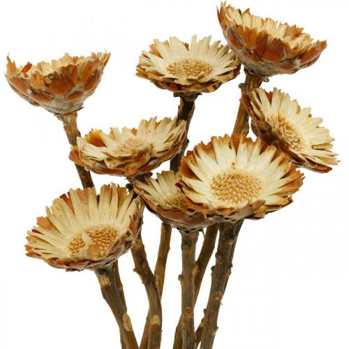 Floristik24 Protea Compacta Rosette Naturlig torkad blomsockerbuske 8 st