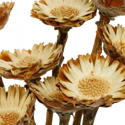 Floristik24 Protea Compacta Rosette Naturlig torkad blomsockerbuske 8 st