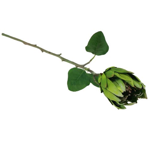 Artikel Protea Grön Röd Konstgjord Blomma Konstgren L65cm Ø5,5cm